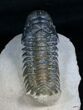 Bargain Crotalocephalina Trilobite - Inches #4763-3